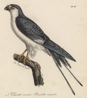Дымчатый коршун (лист из альбома литографий "Галерея птиц... королевского сада", изданного в Париже в 1822 году)