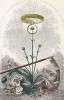 Бессмертник, также известный как Цмин - символ долголетиям. Les Fleurs Animées par J.-J Grandville. Париж, 1847