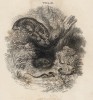 Титульный лист тома III "Библиотеки натуралиста" Вильяма Жардина, изданного в Эдинбурге в 1834 году и посвящённого Жоржу Кювье (на миниатюре тигрица обороняет потомство от змеи)
