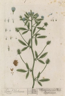 Лядвенец рогатый (Lotus corniculatus (лат.)) -- кормовое растение, выдерживающее значительное вытаптывание (лист 284 "Гербария" Элизабет Блеквелл, изданного в Нюрнберге в 1757 году)