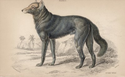 Волк Великих равнин, или буффалский волк (Lupus Nubilus (лат.)) (лист 3 тома IV "Библиотеки натуралиста" Вильяма Жардина, изданного в Эдинбурге в 1839 году)