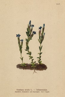 Горечавка снежная (Gentiana nivalis )лат.)) (из Atlas der Alpenflora. Дрезден. 1897 год. Том IV. Лист 341)