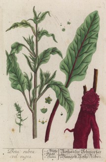 Великая свёкла (Beta vulgaris (лат.)) (лист 235 "Гербария" Элизабет Блеквелл, изданного в Нюрнберге в 1757 году)