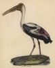 Азиатский клювач (лист из альбома литографий "Галерея птиц... королевского сада", изданного в Париже в 1825 году)