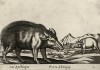 Свинья из Эфиопии (лист из альбома Nova raccolta de li animali piu curiosi del mondo disegnati et intagliati da Antonio Tempesta... Рим. 1651 год)