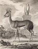 Антилопа la Corine (фр.) (лист XXII иллюстраций к пятому тому знаменитой "Естественной истории" графа де Бюффона, изданному в Париже в 1755 году)
