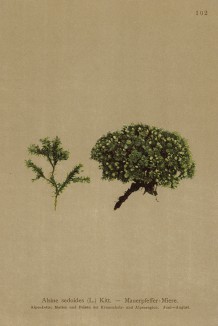 Минуарция очитковидная (Alsine sedoides (лат.)) -- отличное подушкообразное почвопокровное растение (из Atlas der Alpenflora. Дрезден. 1897 год. Том II. Лист 102)