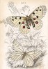 Бабочки аполлон обыкновенный и боярышница. 1.Parnassius Apollo; 2.Pieris Crataegi (лат.). Вильям Жардин, "Библиотека натуралиста". Эдинбург, 1840