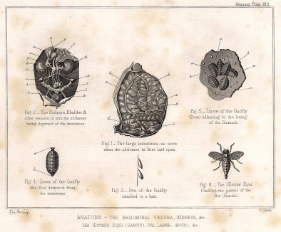Анатомия лошади. Брюшная полость. Внутренние органы, почки. The Book of Field Sports and Library of Veterinary Knowledge. Лондон, 1864