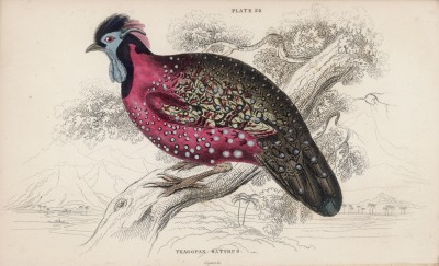 Близкий родственник фазана -- рогатый трагопан (Tragopan satyrus (лат.)) (лист 24 тома XX "Библиотеки натуралиста" Вильяма Жардина, изданного в Эдинбурге в 1834 году)