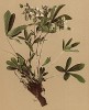 Лапчатка стеблевая (Potentilla caulescens (лат.)) (из Atlas der Alpenflora. Дрезден. 1897 год. Том III. Лист 218)