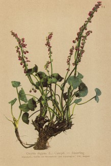 Кисличник двустолбчатый, или ожирия (из Atlas der Alpenflora. Дрезден. 1897 год. Том I. Лист 84)