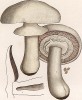 Шампиньон полевой или обыкновенный, Psalliota arvensis Schaeff. (лат.). Дж.Бресадола, Funghi mangerecci e velenosi, т.II, л.152. Тренто, 1933