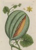 Дыня (Cucumis melo (лат.)) — растение семейства тыквенные, из рода огурцов, бахчевая культура, ложная ягода. Родиной дыни считается Африка и Ост-Индия (лист 329 "Гербария" Элизабет Блеквелл, изданного в Нюрнберге в 1757 году)