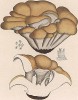 Трутовик сливающийся, Polypoprus confluens A. et S. (лат.). Дж.Бресадола, Funghi mangerecci e velenosi, т.II, л.186. Тренто, 1933