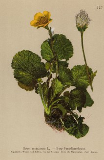 Гравилат горный (Geum montanum (лат.)) (из Atlas der Alpenflora. Дрезден. 1897 год. Том III. Лист 227)