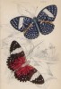 Бабочки 1. Peridromia Arethusa 2. Peridromia Amphinome (лат.)) (лист 18 XXXVI тома "Библиотеки натуралиста" Вильяма Жардина, изданного в Эдинбурге в 1837 году)