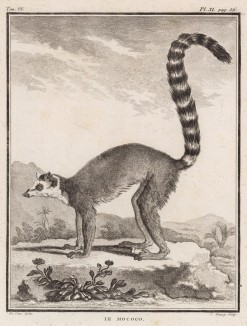 Кошачий лемур (лист XI иллюстраций к шестому тому знаменитой "Естественной истории" графа де Бюффона, изданному в Париже в 1756 году)