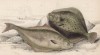 1. Белокорый палтус 2. Азовский калкан (1. Hippoglossus vulgaris 2. Rombut maximus (лат.)) (лист 11 XXXIII тома "Библиотеки натуралиста" Вильяма Жардина, изданного в Эдинбурге в 1843 году)