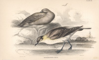 Полярная чайка (Larus Glaucus (лат.)) (лист 28 тома XXVII "Библиотеки натуралиста" Вильяма Жардина, изданного в Эдинбурге в 1843 году)