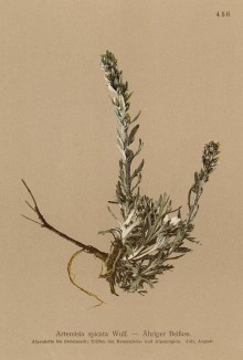 Полынь колосовая (Artemisia spicata (лат.)), из которой получается женепи -- традиционный крепкий альпийский ликёр (из Atlas der Alpenflora. Дрезден. 1897 год. Том V. Лист 456)