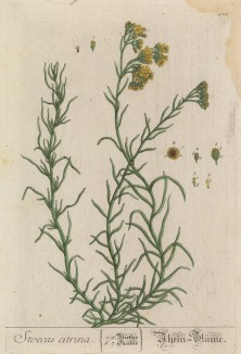 Жёлтая лаванда, или солнечное золото (Stoechas citrina лат.) (лист 438 "Гербария" Элизабет Блеквелл, изданного в Нюрнберге в 1760 году)