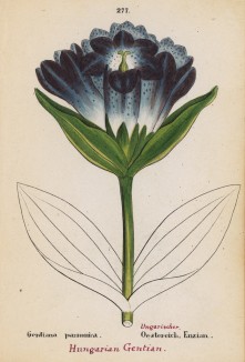 Горечавка венгерская (Gentiana pannonica (лат.)) (лист 277 известной работы Йозефа Карла Вебера "Растения Альп", изданной в Мюнхене в 1872 году)