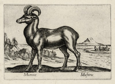 Муфлон (лист из альбома Nova raccolta de li animali piu curiosi del mondo disegnati et intagliati da Antonio Tempesta... Рим. 1651 год)