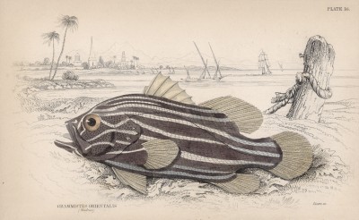 Шестиполосый морской окунь (Gramistes orientalis (лат.)) (лист 16 XXIX тома "Библиотеки натуралиста" Вильяма Жардина, изданного в Эдинбурге в 1835 году