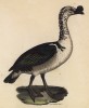 Золотистый гусь (лист из альбома литографий "Галерея птиц... королевского сада", изданного в Париже в 1825 году)