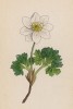 Ветреница, или анемона тирольская (Anemone baldensis (лат.)) (лист 8 известной работы Йозефа Карла Вебера "Растения Альп", изданной в Мюнхене в 1872 году)