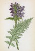 Мытник обрезанный (Pedicularis recutita (лат.)) (лист 322 известной работы Йозефа Карла Вебера "Растения Альп", изданной в Мюнхене в 1872 году)