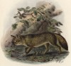 Собака полосатохвостая (лист XIX иллюстраций к известной работе Джорджа Миварта "Семейство волчьих". Лондон. 1890 год)
