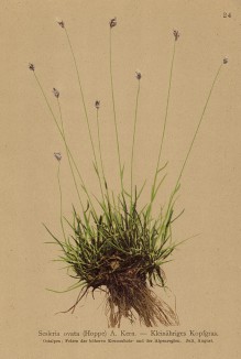 Сеслярия яйцевидная (из Atlas der Alpenflora. Дрезден. 1897 год. Том I. Лист 24)