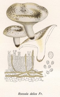 Подгруздок белый, он же сухой груздь, Russula delica Fr. (лат.). Дж.Бресадола, Funghi mangerecci e velenosi, т.II, л.109. Тренто, 1933