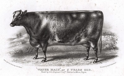 Пятилетняя корова Water maid мистера Мэйнарда. Farmer's Magazin. Лондон, 1844