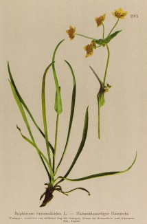 Володушка лютиковидная (Bupleurum ranunculoides (лат.)) (из Atlas der Alpenflora. Дрезден. 1897 год. Том III. Лист 285)