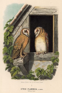 Две совы-сипухи в 1/3 натуральной величины (лист LIX красивой работы Оскара фон Ризенталя "Хищные птицы Германии...", изданной в Касселе в 1894 году)
