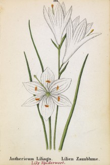 Венечник лилиаго (или простой) (Anthericum Liliago (лат.)) (лист 394 известной работы Йозефа Карла Вебера "Растения Альп", изданной в Мюнхене в 1872 году)