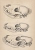 Черепа гиены (1), лисицы (2) и ньюфаундленда (лист 31 тома IV "Библиотеки натуралиста" Вильяма Жардина, изданного в Эдинбурге в 1839 году)