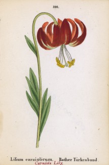 Лилия карниольская (Lilium carniolicum (лат.)) (лист 390 известной работы Йозефа Карла Вебера "Растения Альп", изданной в Мюнхене в 1872 году)