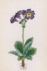 Первоцвет ретийский (Primula rhaetica (лат.)) (лист 347 известной работы Йозефа Карла Вебера "Растения Альп", изданной в Мюнхене в 1872 году)