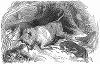 Травля дикого быка, обитающего в заповеднике при Замке Чиллингхэм, расположенном на севере Англии в графстве Нортумберленд, изображённая английским рисовальщиком Томасом Ландсиром (1795 -- 1880 гг.) (The Illustrated London News №93 от 10/02/1844 г.)
