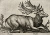 Самец лани (daino (ит.)) (лист из альбома Nova raccolta de li animali piu curiosi del mondo disegnati et intagliati da Antonio Tempesta... Рим. 1651 год)