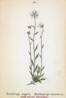 Камнеломка шероховатая (Saxifraga aspera (лат.)) (лист 171 известной работы Йозефа Карла Вебера "Растения Альп", изданной в Мюнхене в 1872 году)