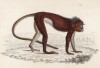 Обезьяна симпай, или Semnopithecus Melalophas (лат.), обитающая на Суматре (лист 8 тома II "Библиотеки натуралиста" Вильяма Жардина, изданного в Эдинбурге в 1833 году)
