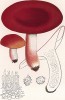 Сыроежка розовая или красивая, Russula lepida Fr. (лат.), съедобная, но невкусная. Дж.Бресадола, Funghi mangerecci e velenosi, т.II, л.114. Тренто, 1933