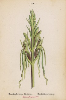 Ремнелепестник козлиный (Himanthoglosum hircinum (лат.)) (лист 376 известной работы Йозефа Карла Вебера "Растения Альп", изданной в Мюнхене в 1872 году)