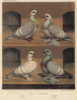Голуби ледовые: уральский и сибирский, серебристый и голубой (из знаменитой "Книги голубей..." Роберта Фултона, изданной в Лондоне в 1874 году)
