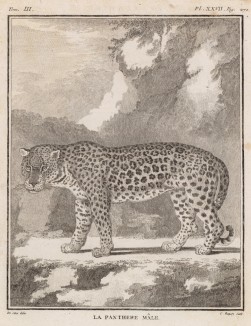 Самец пантеры (лист XXVII иллюстраций к третьему тому знаменитой "Естественной истории" графа де Бюффона, изданному в Париже в 1750 году)